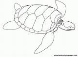 Coloring Sea Pages Turtle Turtles Green Color Popular Coloringhome sketch template