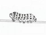 Caterpillar Coloring Pages Printable Kids sketch template