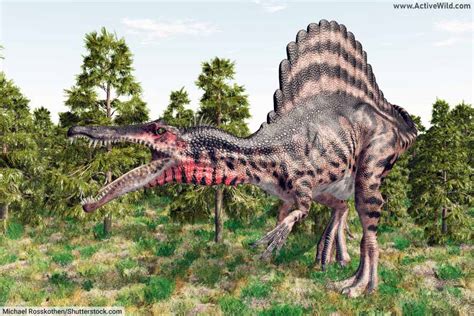 spinosaurus facts  kids students information pictures