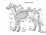 Dog Anatomy Skeleton Skeletal Animal Exploringnature sketch template
