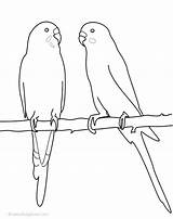 Parakeet Colouring Pages Coloring Budgies Budgerigar Bird Easy Template Adult Google Drawings Au Cockatiel Colors Sketch Choose Board Search Silhouette sketch template