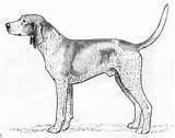 Coonhound Hound Bluetick Coon Treeing sketch template