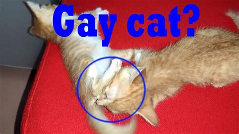 Gay Catsomg Kitten Lick Siblings Ass Gary Was Scared Youtube