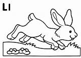 Hare Coloring Animals Printable Drawing sketch template