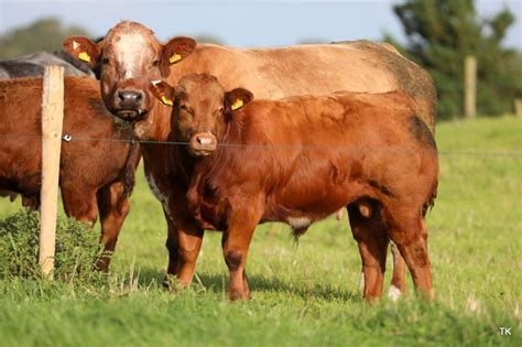 limousin cattle  breed  choice    farmers thatsfarmingcom