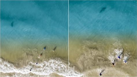 florida dad  drone pics  beach spots shark heading   kids cbc radio