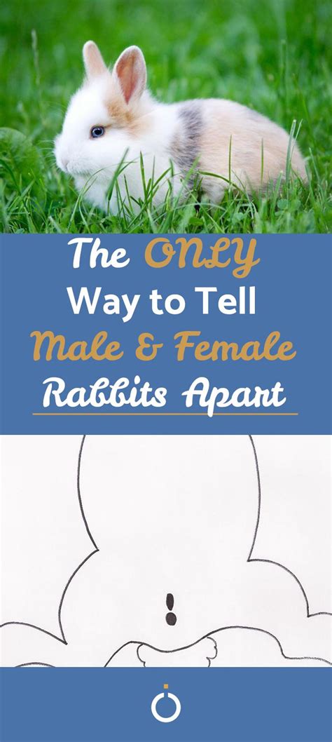 how to tell male and female rabbits apart tiere