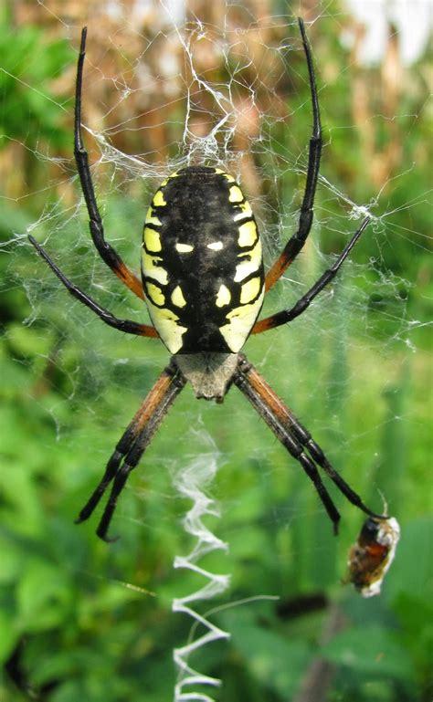 hermit musings garden spider