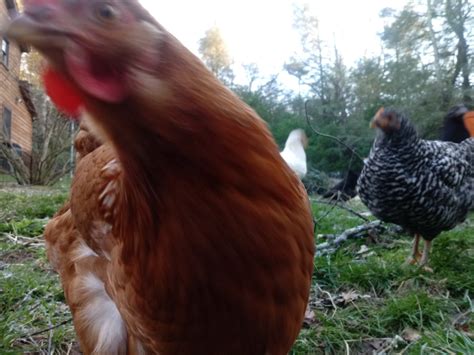 chicken breeds solutions to livestock with better lives
