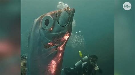 deep sea surprise  taiwanese divers encounter rare giant oarfish
