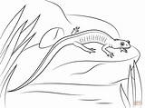 Salamander Ausmalbild sketch template