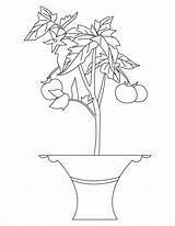 Tomate Pintar Ausmalbilder Pflanze Ausmalbild Tomateiro Sheets Parentune ähnliche Letzte sketch template