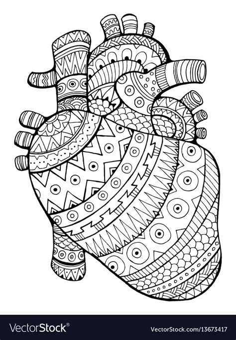 human heart coloring book royalty  vector image
