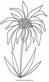 Edelweiss Malvorlage Blumen Ausmalen sketch template