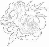 Peony Drawing Flower Line Paintingvalley Drawings Sketch sketch template