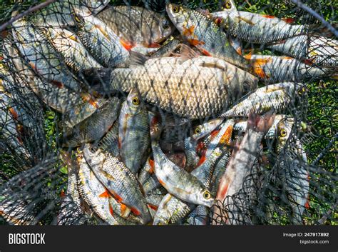 catch fish net basket image photo  trial bigstock