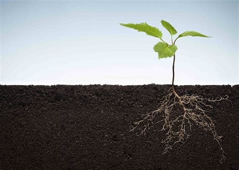 plant roots branch  water future food
