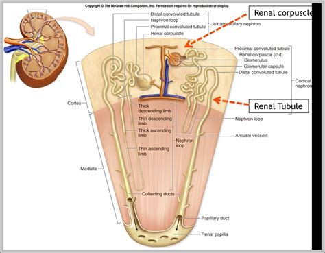 internal organs chart anatomy system human body anatomy diagram  chart images