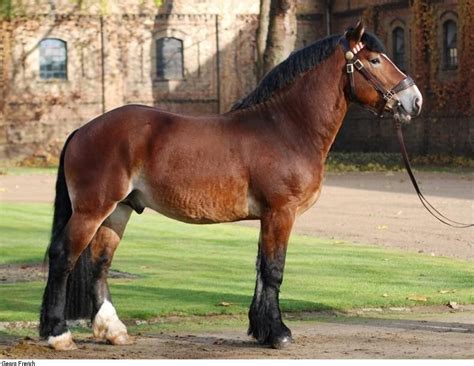 mealy bay rhenish german coldblood stallion hadrian beautiful