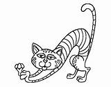Stretching Cat Coloring Coloringcrew Colorear Cats sketch template
