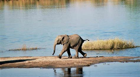 parc national de chobe botswana afrique tourisme