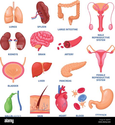 female bladder anatomy stock vector images alamy