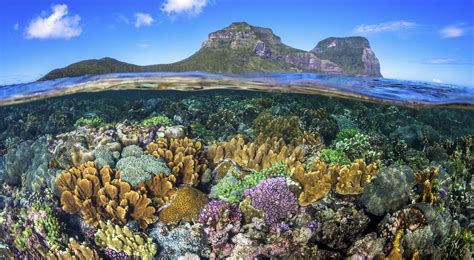 designing hybrid reefs  coastal protection coral restoration