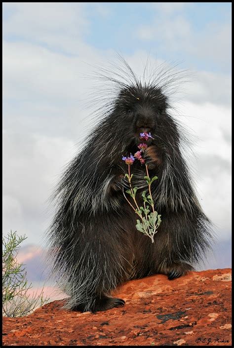 31 best images about porcupines on pinterest clip art nap times and