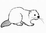 Biber Ausmalbilder Malvorlage Beaver Malvorlagen Ausmalen Beavers Fuchs Daumenkino Basteln Waldtiere Drucken Scouts Kostenlose sketch template