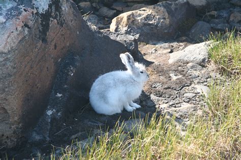 arctic hare  bad side