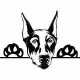 Doberman Pinscher Stencil Dog Peeking Drawings Decal Breed Etsy Silhouette Drawing Cartoon Bord Kiezen sketch template