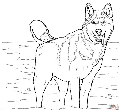 gambar siberian husky coloring page  printable pages click pictures