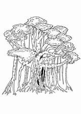 Coloring Tree Pages Printable Willow Banyan sketch template