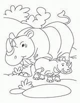 Rhinozeros Nashorn Ausmalbilder Letzte sketch template