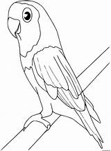 Oiseau Oiseaux Perruche Perroquet Papagei Papageien Colorat Pasari Pappagalli Colorier Parrot Parrots Animali P86 Ara Perruches Branche Pappagallo Gabon Planse sketch template