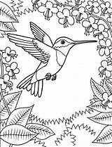 Hummingbird Kidsplaycolor sketch template