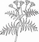 Herbs Clipartspub sketch template