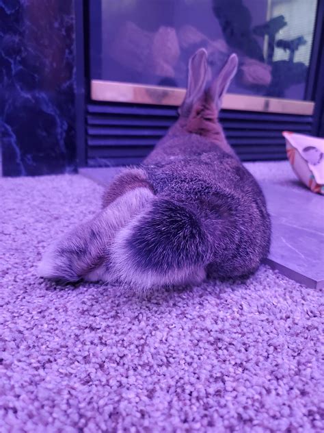 Bunny Butt That Is All R Rabbits