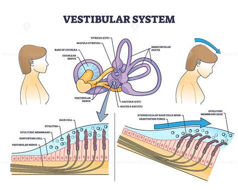 vestibular system anatomy   ear medical structure outline