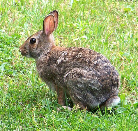 white tail rabbit  buddyburton  deviantart