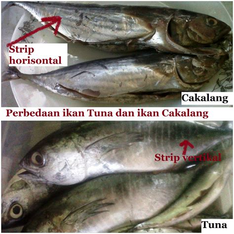 kuliner asli manado dh aneka resep masakan  mengenal jenis jenis ikan laut  merakyat