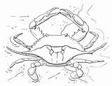 Crabs Crab sketch template