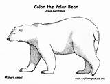 Polar Bear Coloring Pages Color Bears Exploringnature Coloringtop Arctic Ice Print Outline Printing Penguin Exploring Choose Board Animals Cute Source sketch template