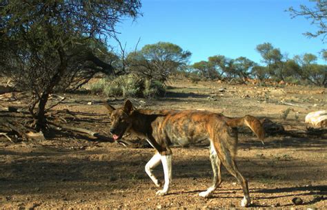 western australian wild dog action plan   agriculture  food