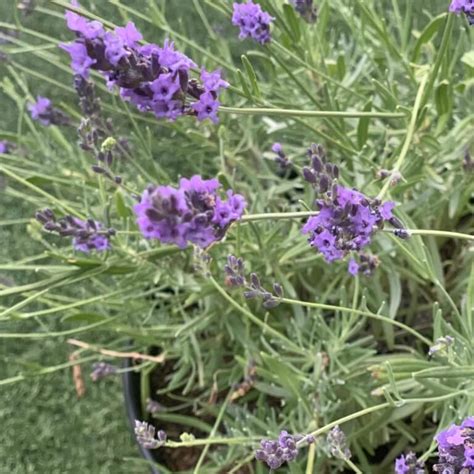 lavandula intermedia phenomenal phenomenal lavender western star