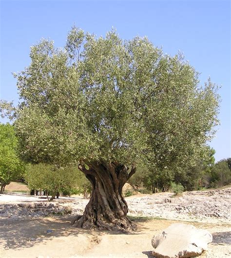 olive tree olea europaea tree  seeds anatolian rare etsy