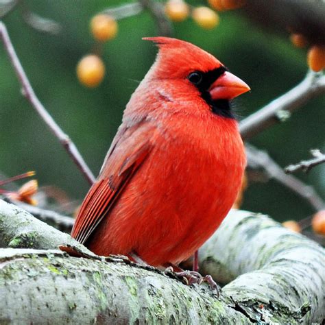 male cardinal cardinals photo  fanpop