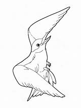 Pages Coloring Albatross Birds sketch template