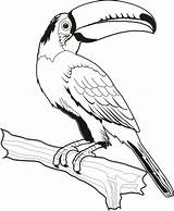 Coloring Tucan Bird Tucano Desenho Blanco Toucan Drawing Outline Para Arara Aves Em Animais Animal Colorir Desenhar Desenhos Do Pintura sketch template