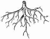 Root Clipart Roots Etc Large sketch template